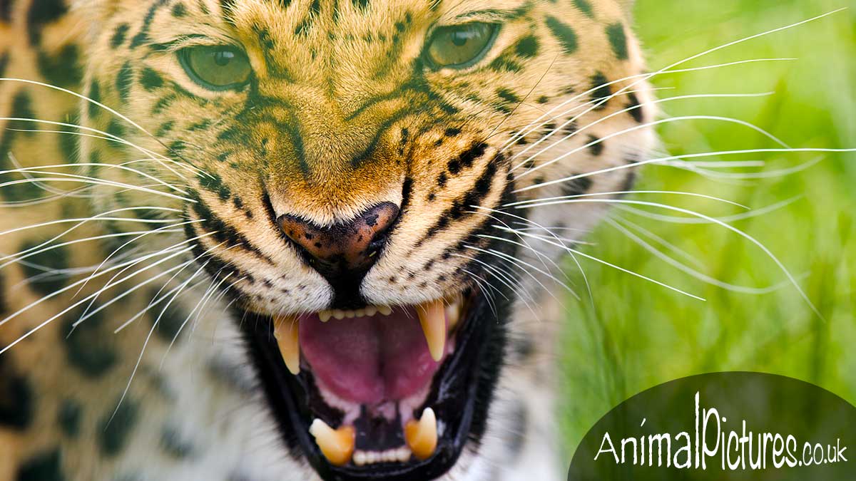 Amur leopard roaring