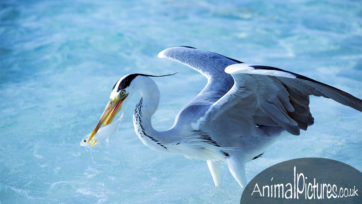 A heron strikes and spears a fish