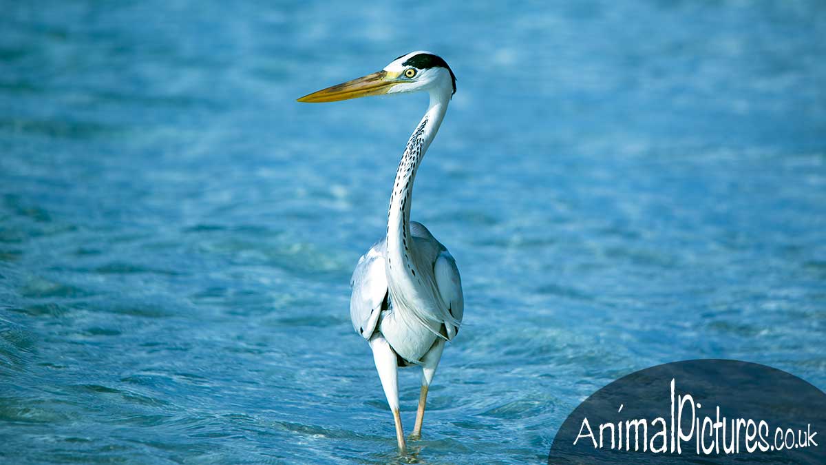 Heron striding through a beautiful sea
