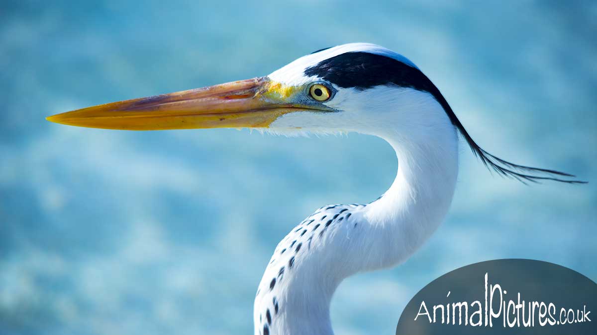 Picture of a heron in profile