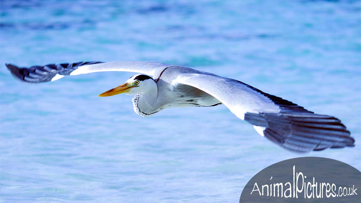 Heron in flight view from above