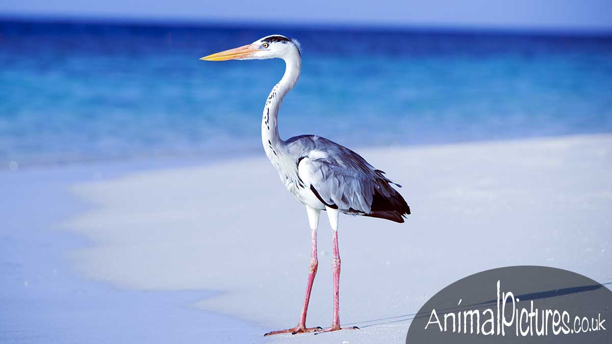 Young heron stalking on a sandy seashore