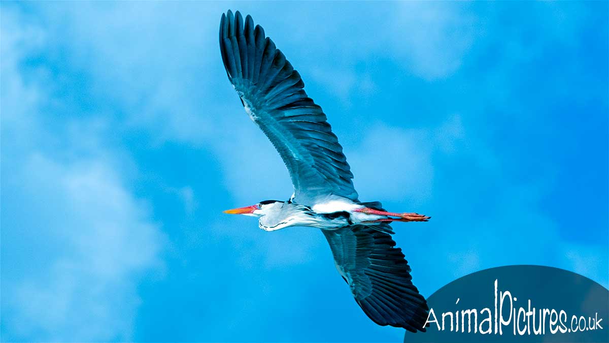 Heron silhouetted against a clear blue sky with ethereal clouds