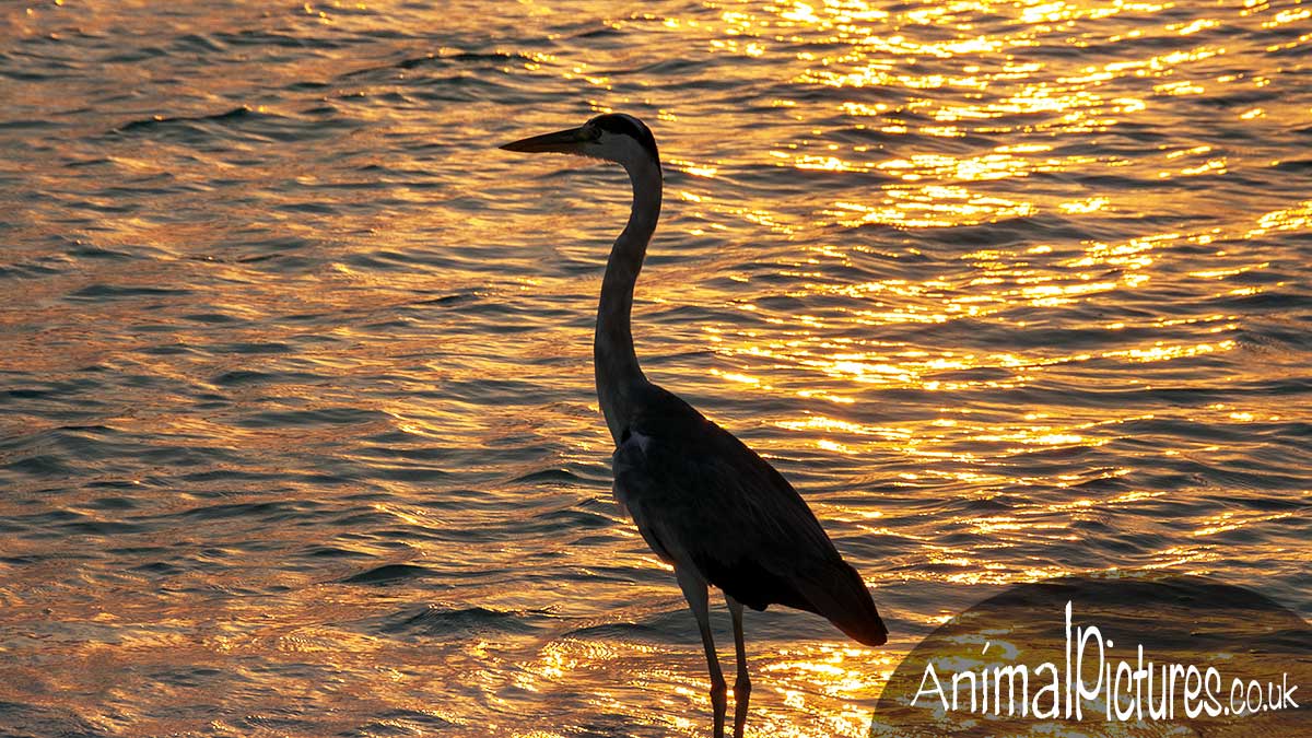 Heron silhouetted in the sunset