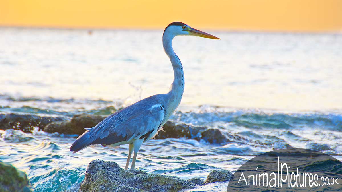 Heron with the morning sun behind, standing on a rocky seashore