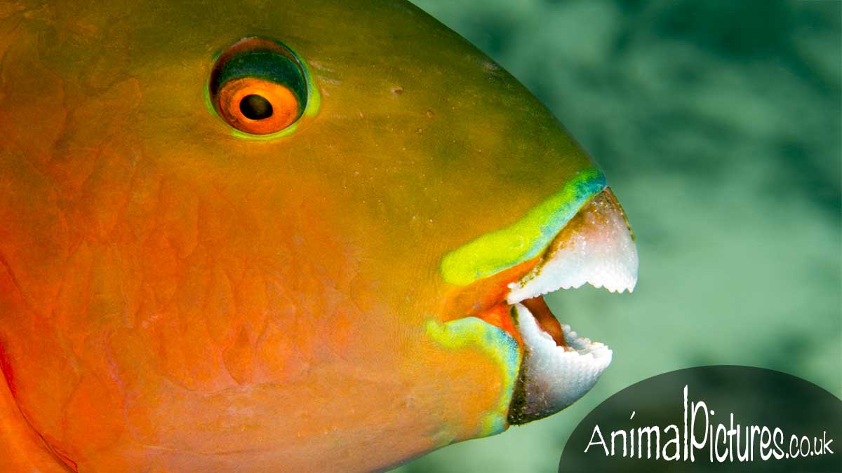 Heavybeak Parrotfish displaying its imposing teeth