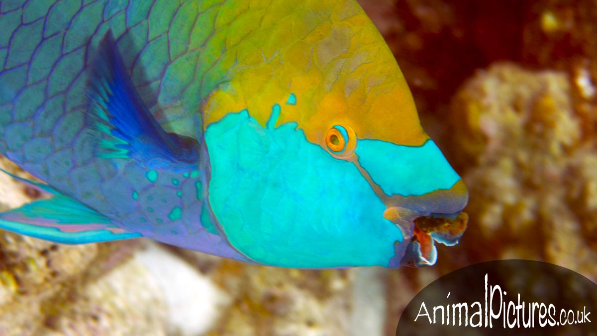 Singapore Parrotfish with remarkable gold and blue colours