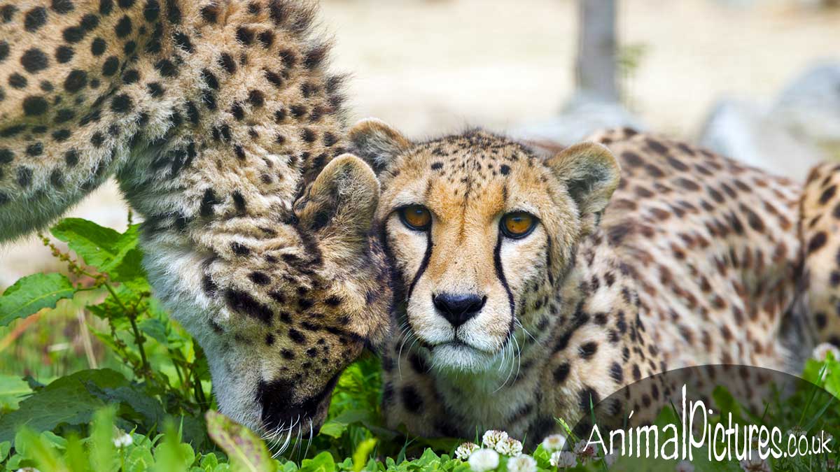 Cheetah nuzzling its sibling