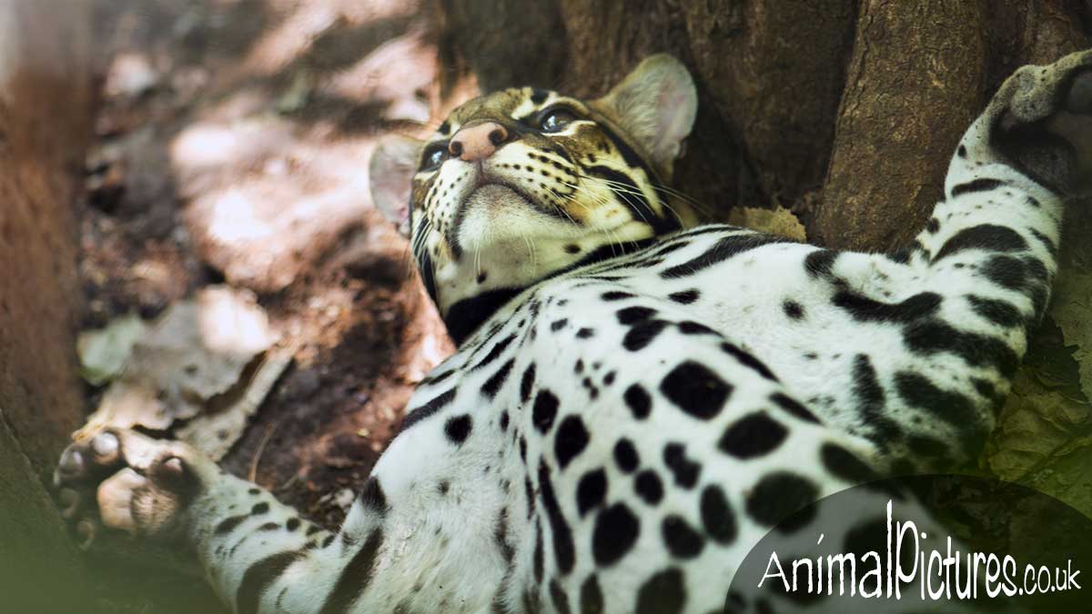 Ocelot, paws spread wide displaying its spotted tummy