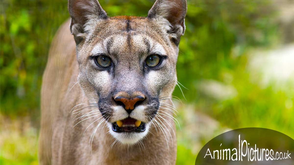 Puma gazing intently at the camera