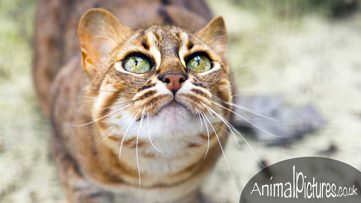 Rusty spotted cat gazing upwards with adorable eyes