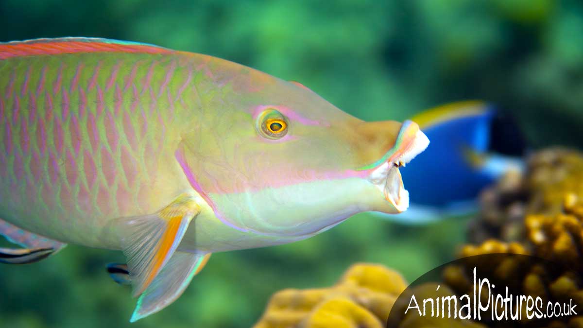 Candelamoa Parrotfish opening its mouth at a cleaning station