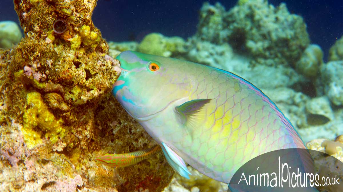 Ember Parrotfish munching on coral