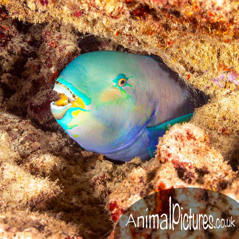 Roundhead parrotfish peeping out from a nook within the coral reef