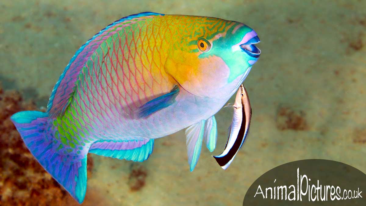 Cleaner wrasse attending to a Rusty Parrotfish
