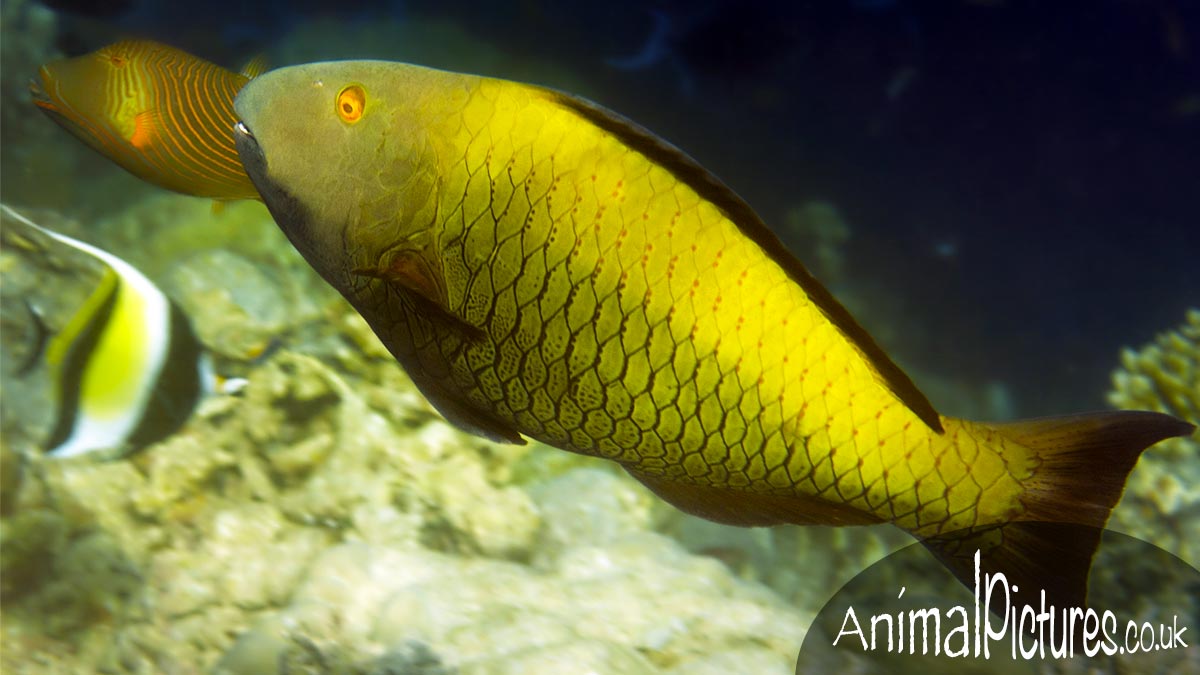 Spotted Parrotfish swimming over a reef