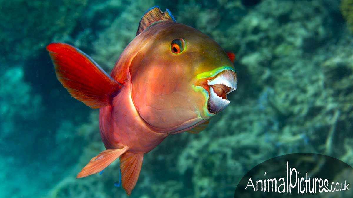 Steephead Parrotfish in an emerald sea gazing at the camera