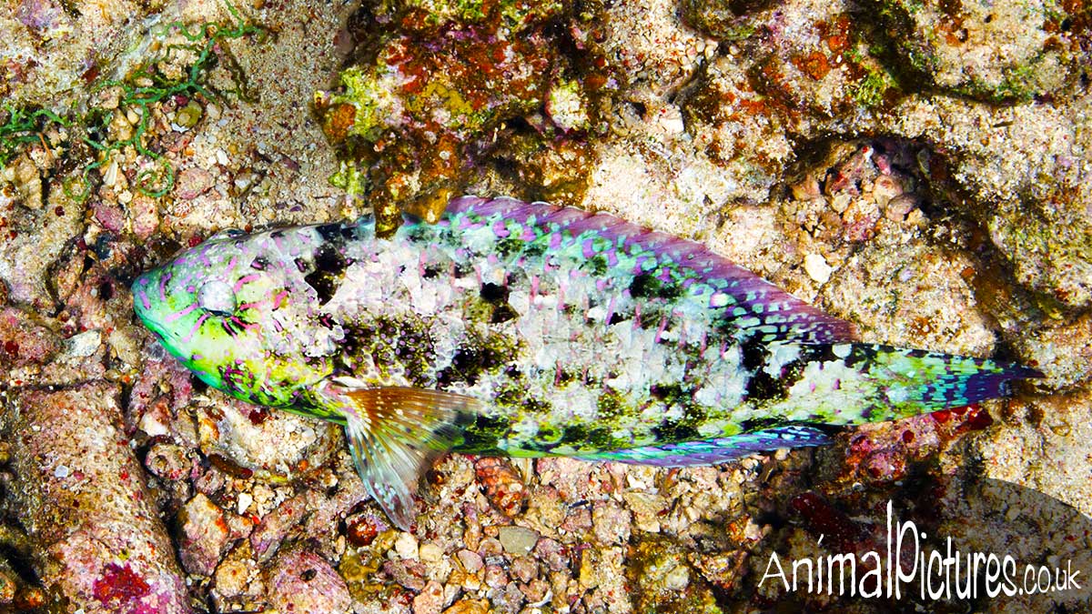 Viridescent Parrotfish blending into the nighttime reef