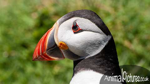 Close up showing the decorative beak of a puffin