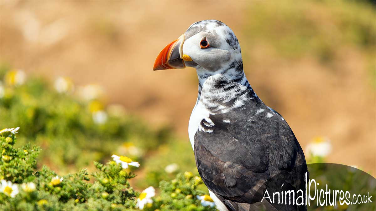 Close-up of a puffling perched with wild daisies