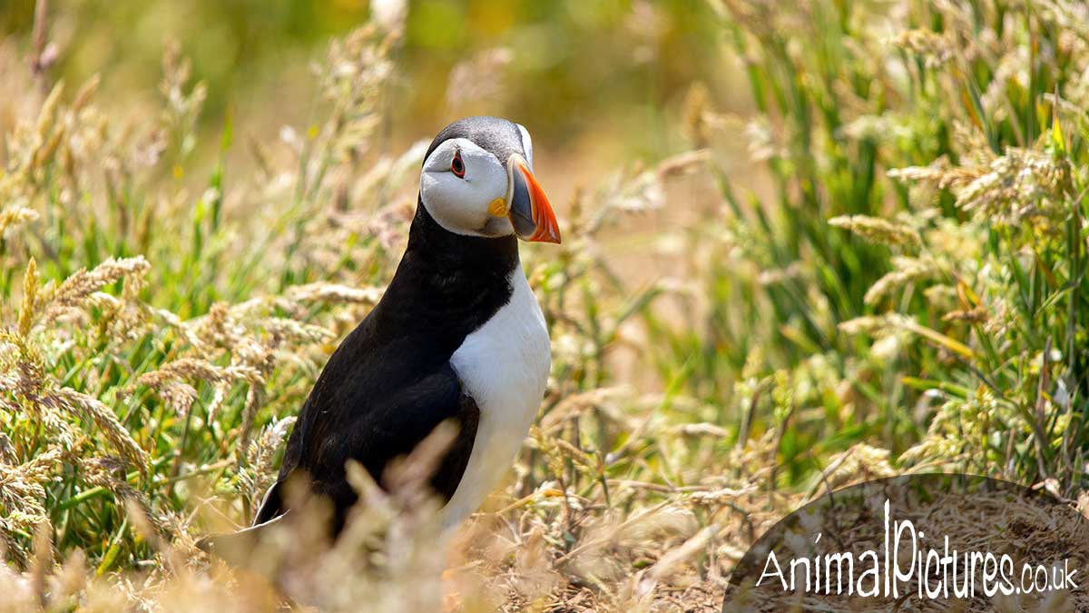 Puffin amongst long grasses