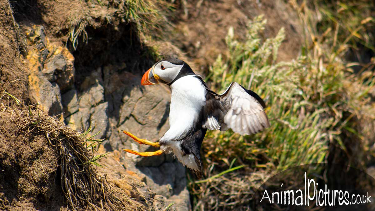 Puffin landing on a sheer cliff face