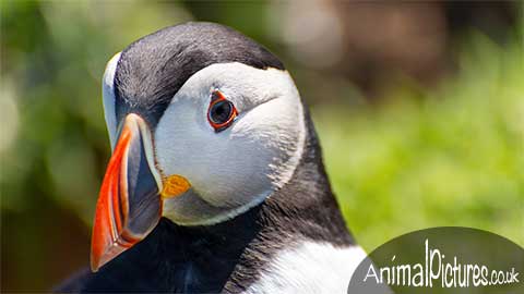 Picture of a puffin