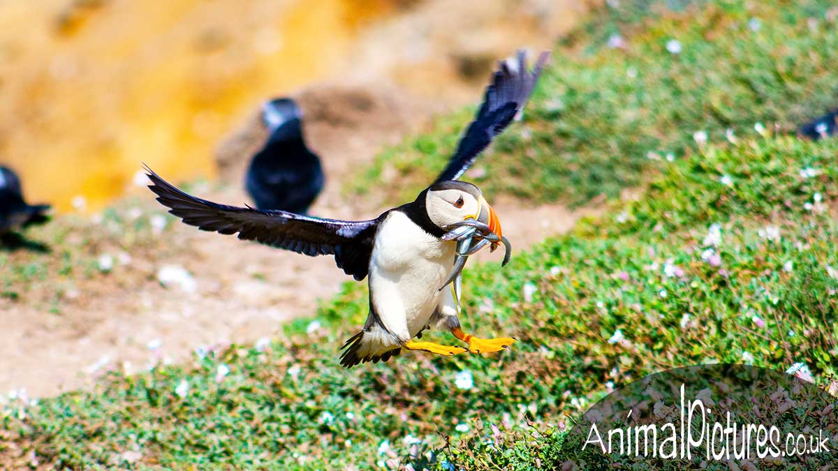 Puffin landing with a mouthful of sand eels