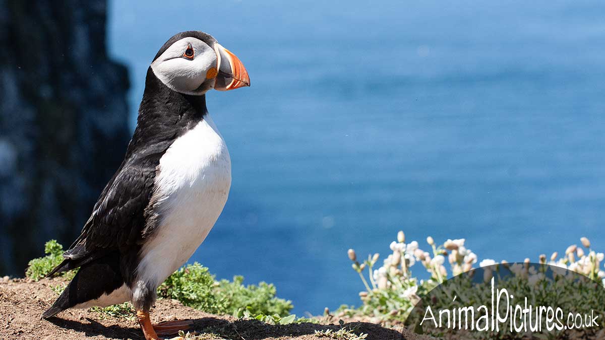 Puffin resembling a Sea Parrot