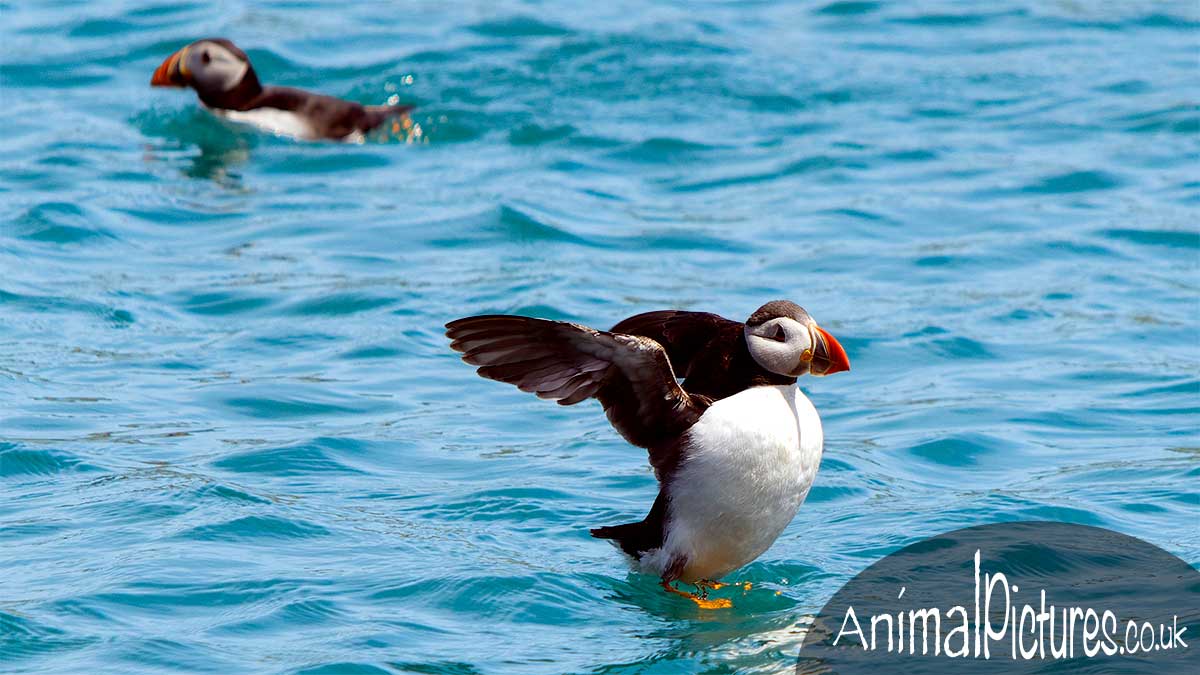 Picture of a puffin drying its wings