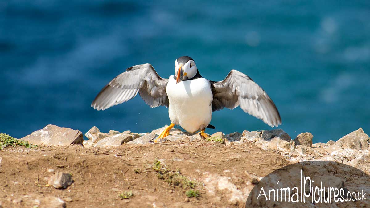 Puffin drying its wings in the sunshine