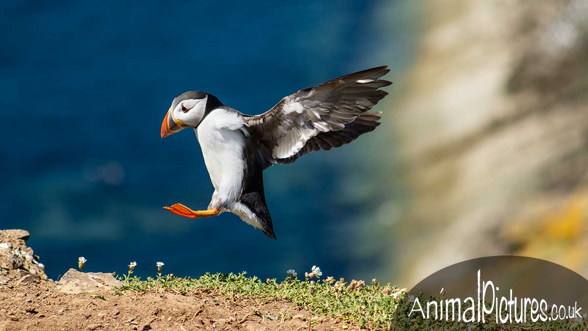 Puffin in flight landing on the edge of a cliff