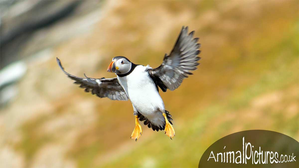 Puffin in flight against an island backdrop