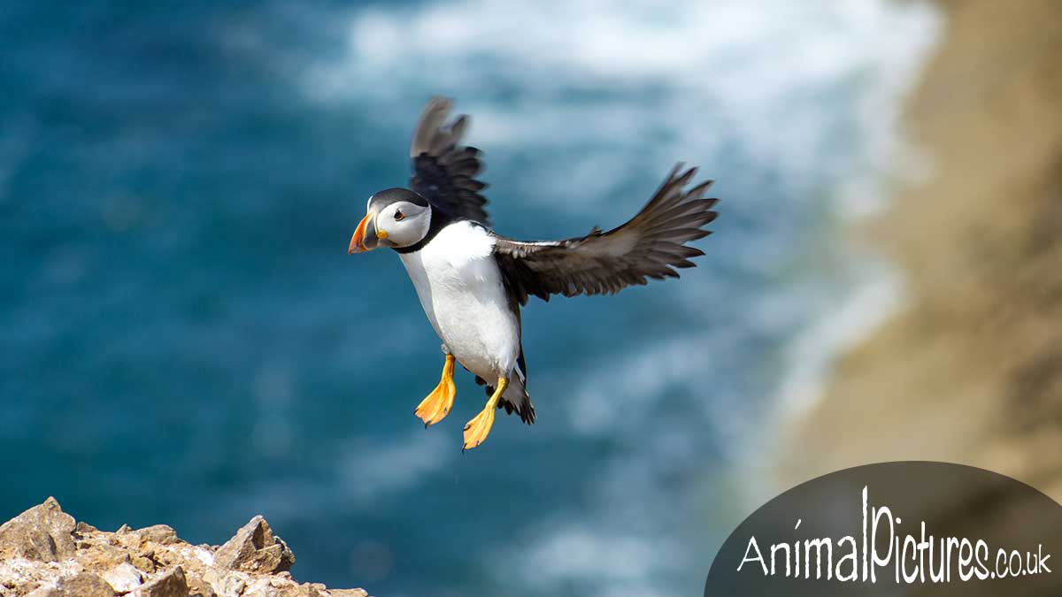 Puffin in flight with the backdrop of the sea behind