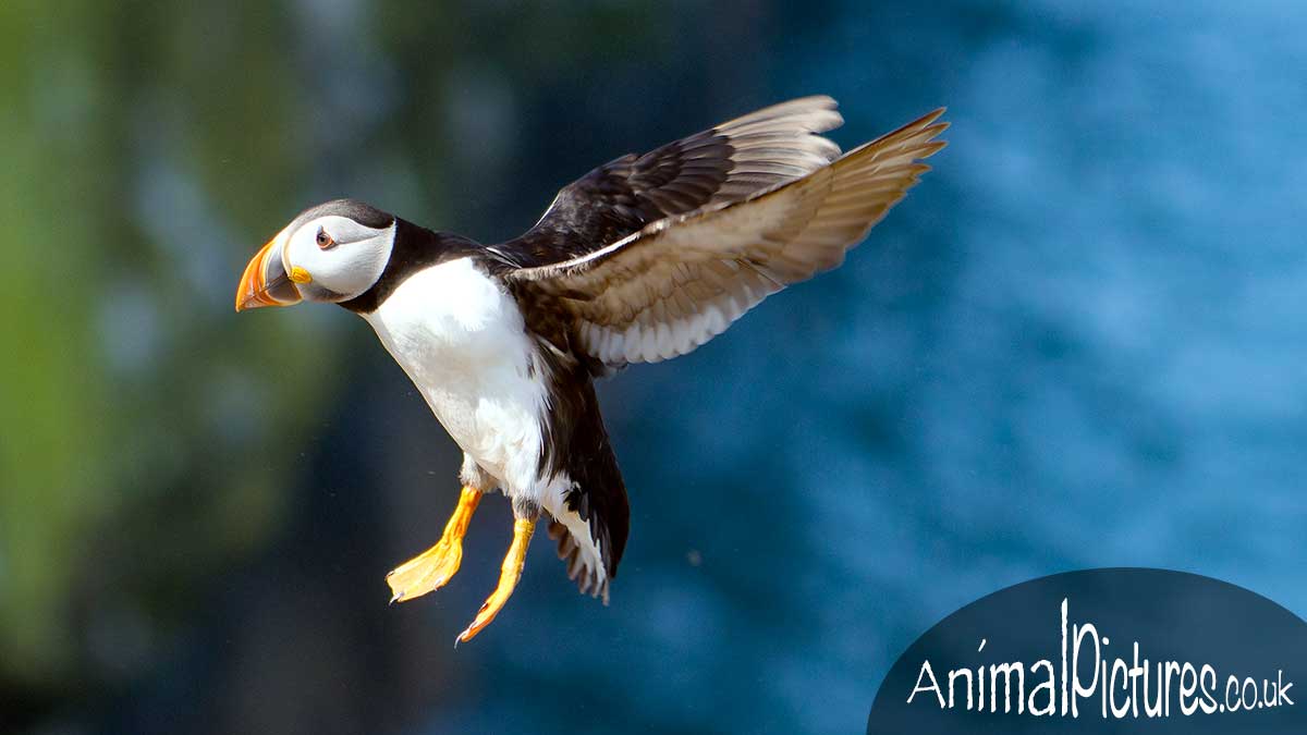 Puffin with wings extended behind, preparing to land