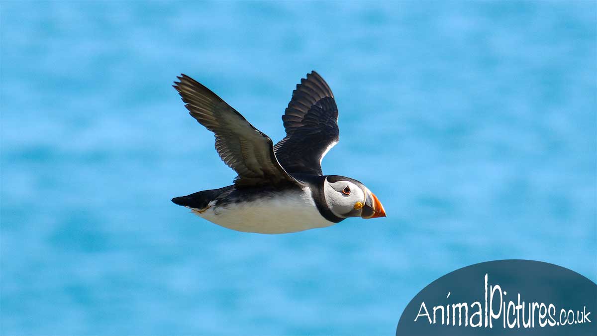 Picture of a puffin in flight