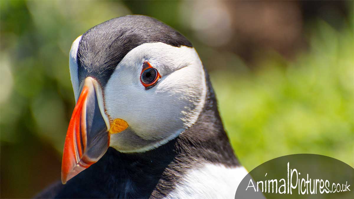 Close-up of a puffin