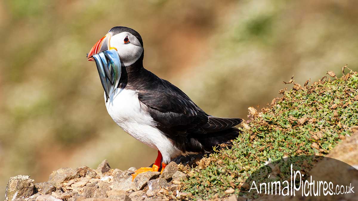 Puffin with its catch