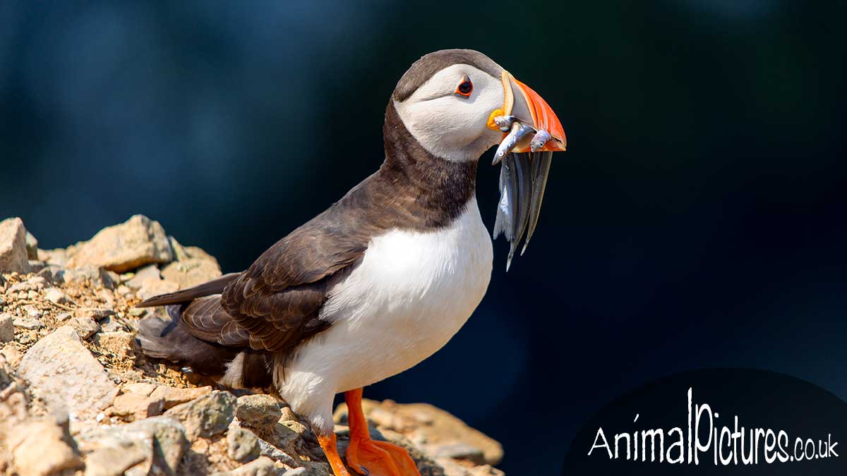 Puffin perched on a rocky cliff face with a mouthful of sand eels