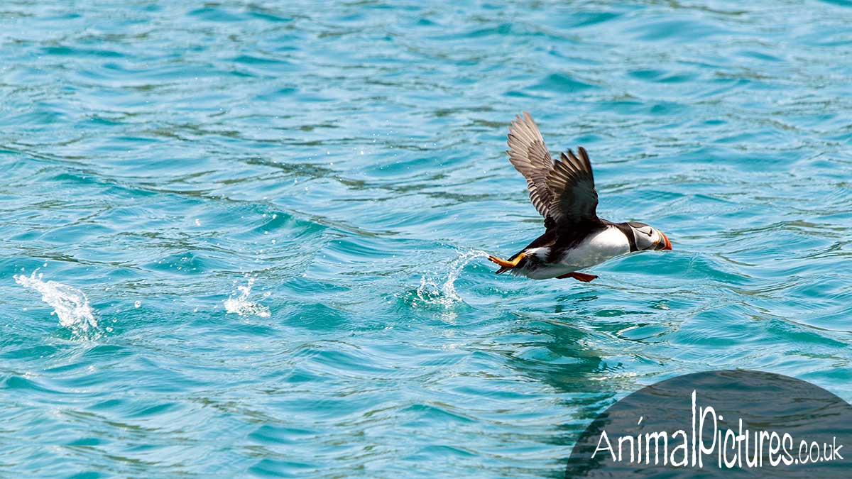 Puffin running along the sea in the process of ascending into flight