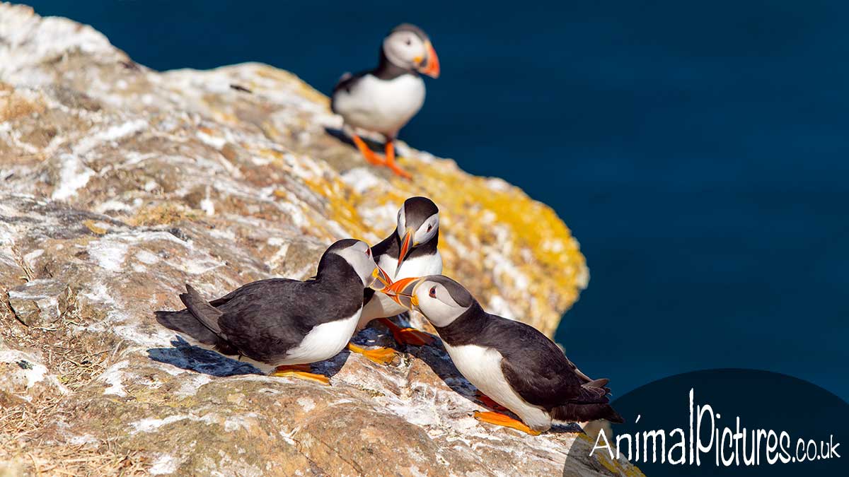 Three puffins greeting each other