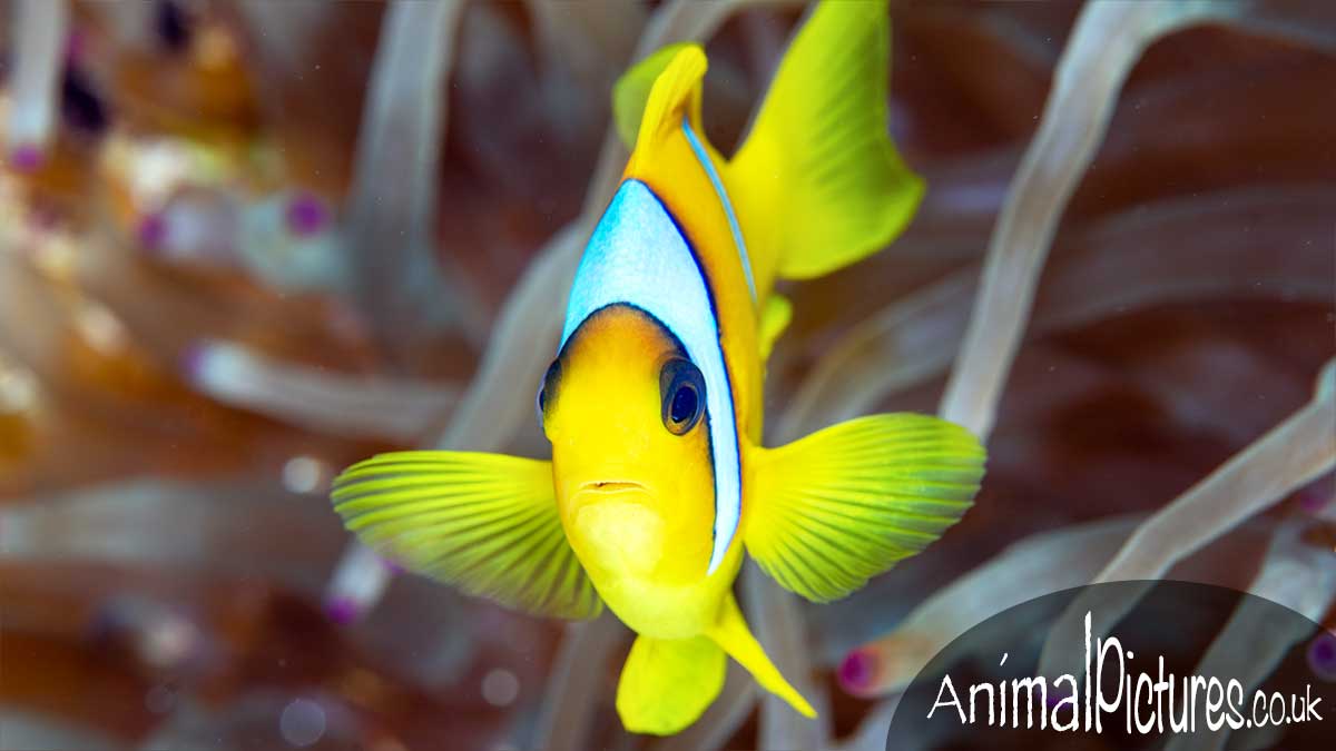 Young clownfish hovering by an anemone