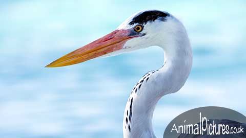 Picture of a heron