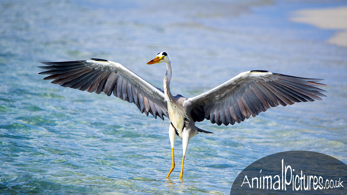 Heron, wings spread drying its wings in the sun