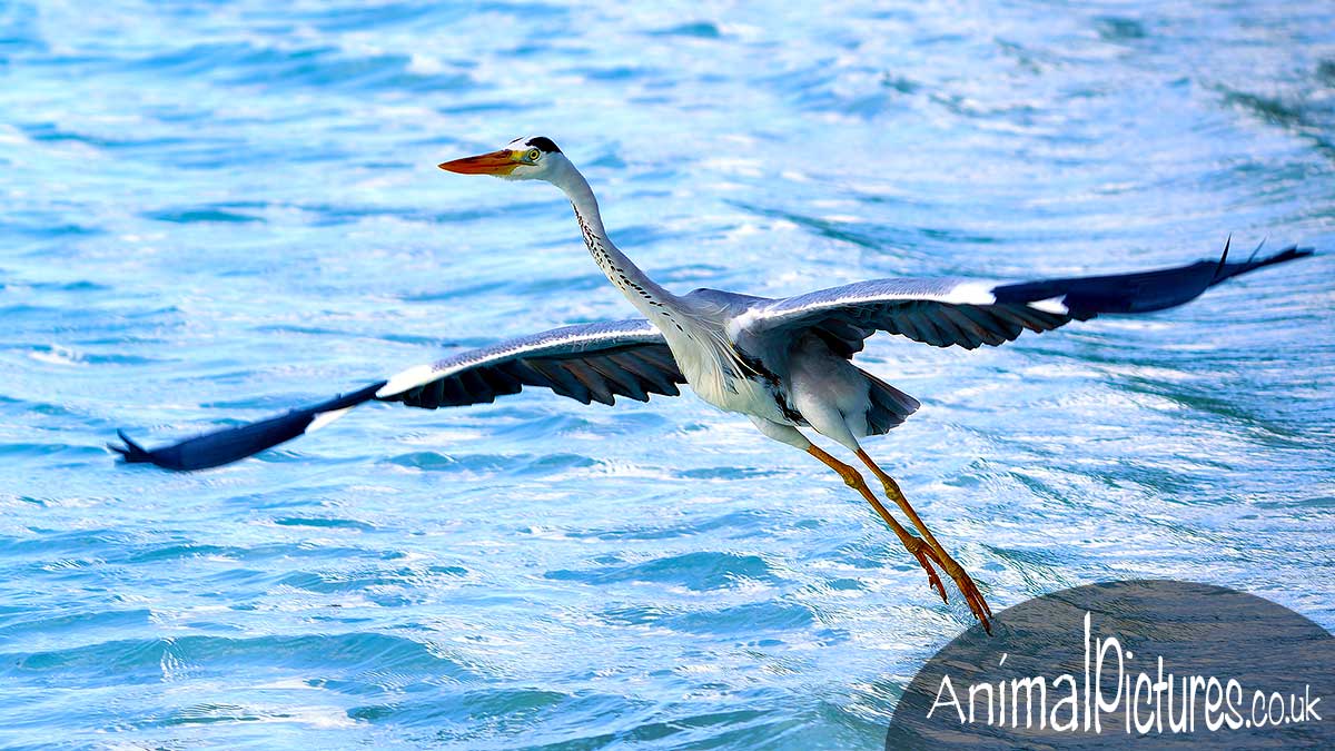 Heron ascending into flight from the sea