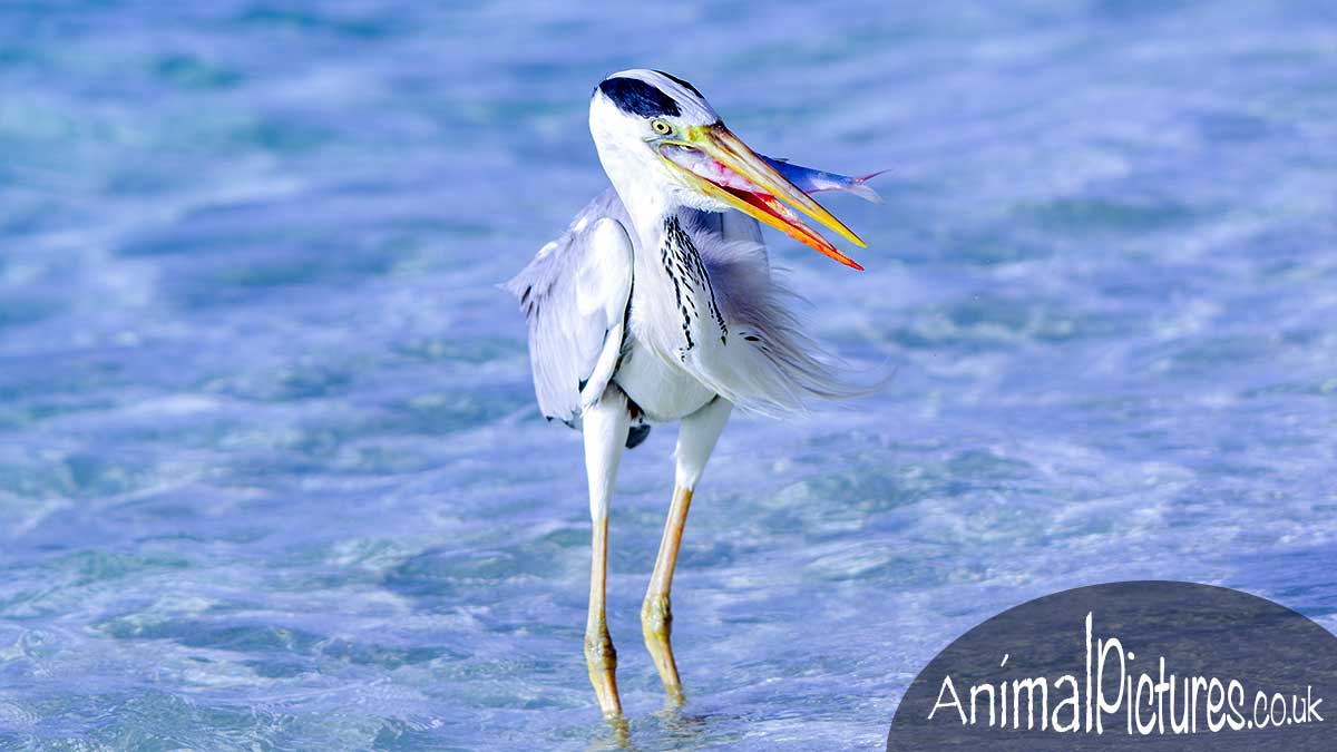 Heron standing in the sea swallowing a fish