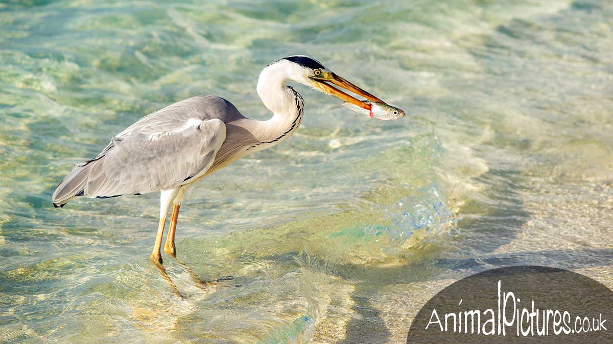 Heron sporting a fish speared on the end of its beak