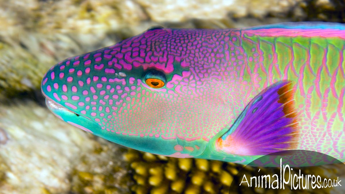 The colours and patterns of a Red Speckled Parrotfish