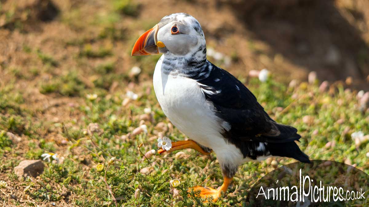 Puffling appearing to hold a flower