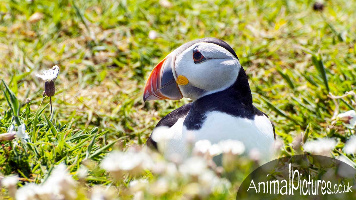 Puffin sitting on a cliffside gazing at a wildflower